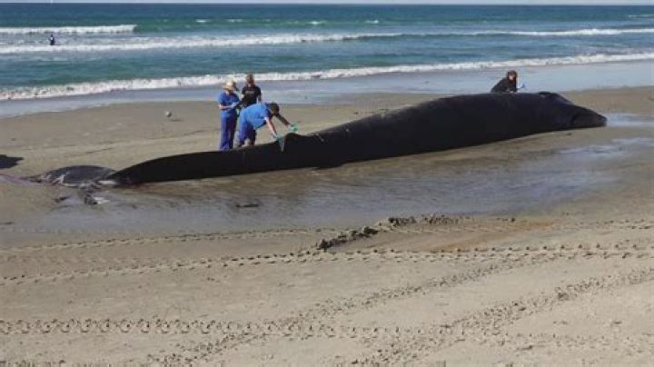 30-Foot-Long Basking Shark That Washed Up on Maine Beach Dies Despite Rescue Efforts