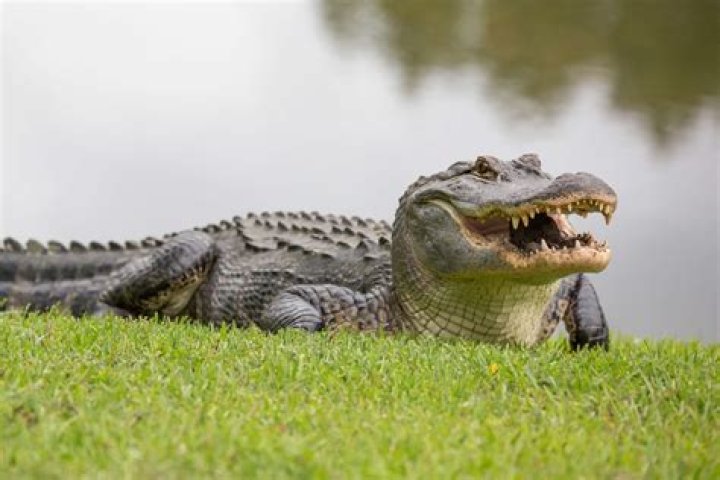 69-year-old woman dies following alligator attack during her dog walk