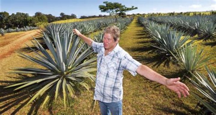 Agave farm finally seeing fruits of its labor | News, Sports, Jobs