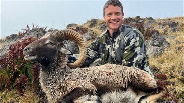 Applications for mouflon sheep hunting season open March 6 | News, Sports, Jobs