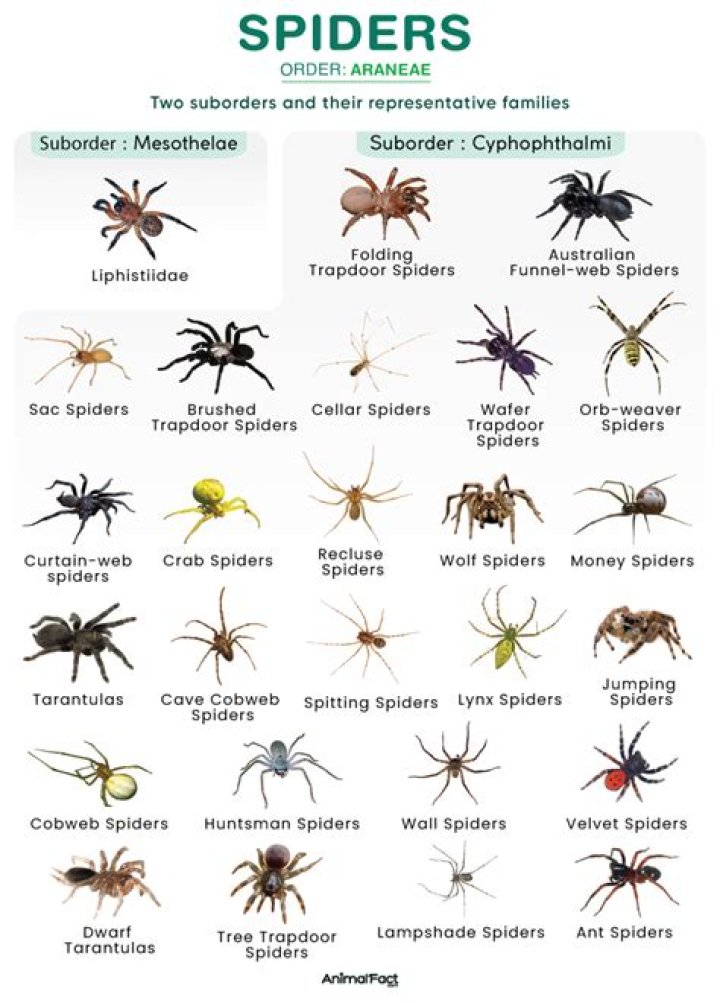 Approximately 205 species of spiders are found in Hawaii | News, Sports, Jobs