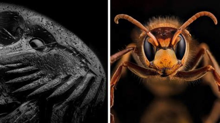 Award-Winning Picture Of An Ant’s Magnified Face Goes Viral