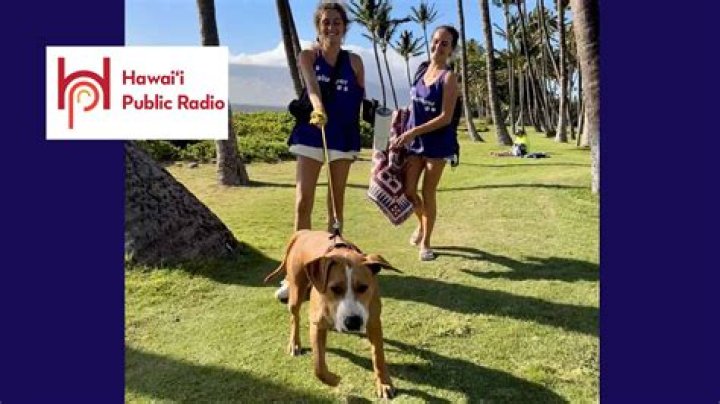 Bryant, CEO of Maui Humane Society, is leaving for new post | News, Sports, Jobs