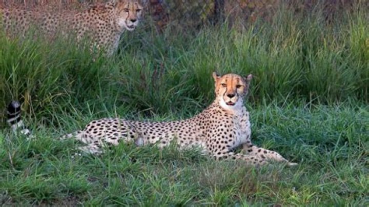Cheetah Escapes From Enclosure at Indianapolis Zoo