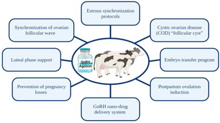 Companies cut synthetic hormone from dairy products