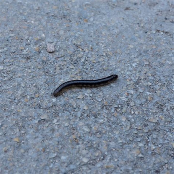 Dean Worm Obituiary, Belle Plaine Minnesota, Dean Worm Has Died