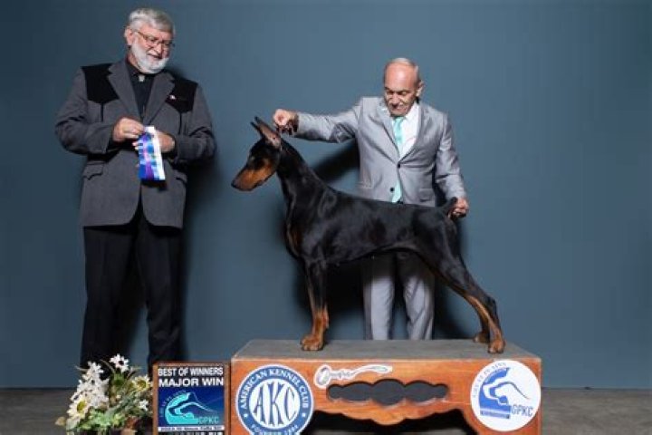 Dog handler with canine allergy to represent NZ at world's biggest dog show