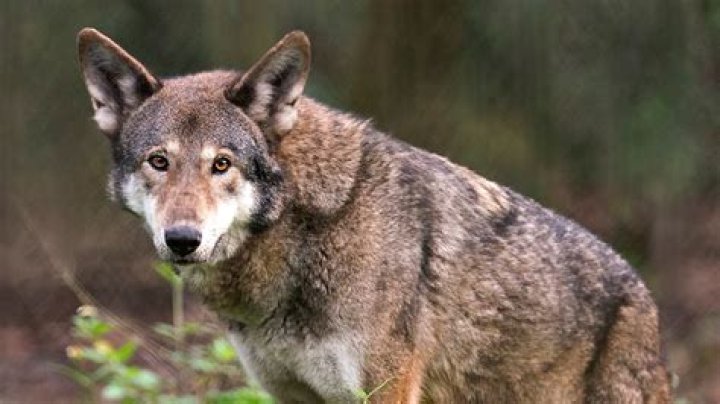 Endangered red wolf can make it in the wild, but not without `significant' help, study says