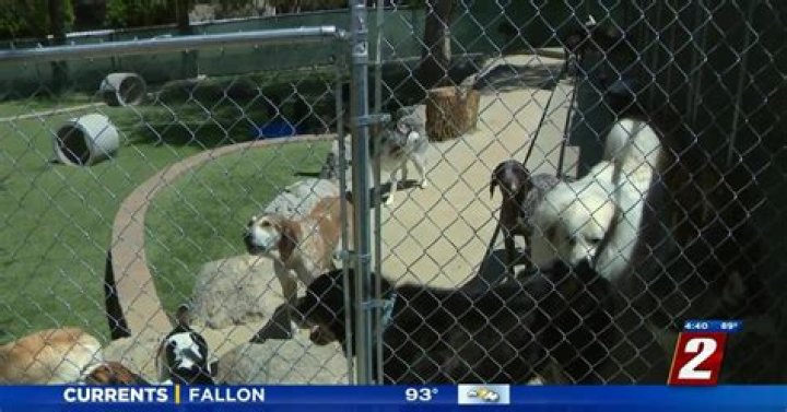 Fantasia Pet Resort Opens Their Own Vet Clinic to Address a Clinic Shortage | News