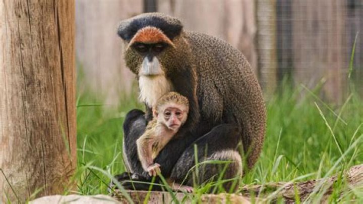 First spider monkey born at Wellington Zoo in 29 years