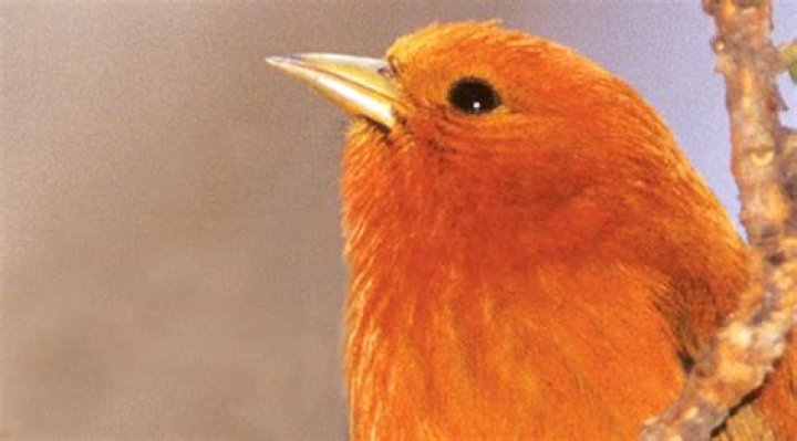 Forest bird species dwindling in Maui Nui after several go extinct | News, Sports, Jobs