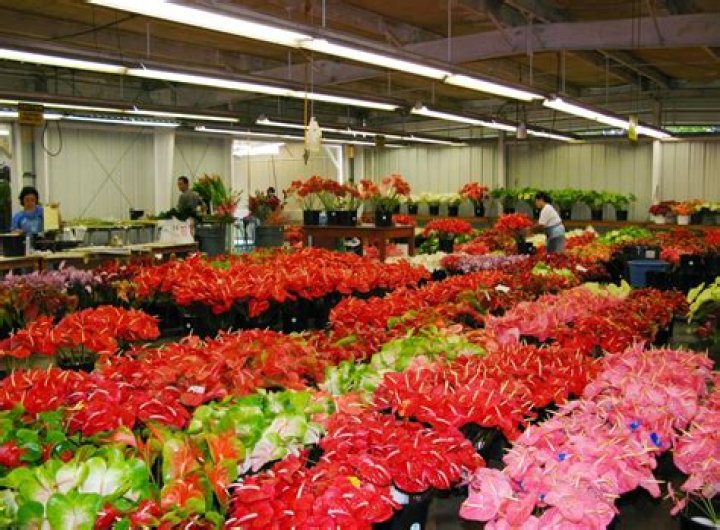 Hawaii Grower Products is acquired by Idaho firm | News, Sports, Jobs