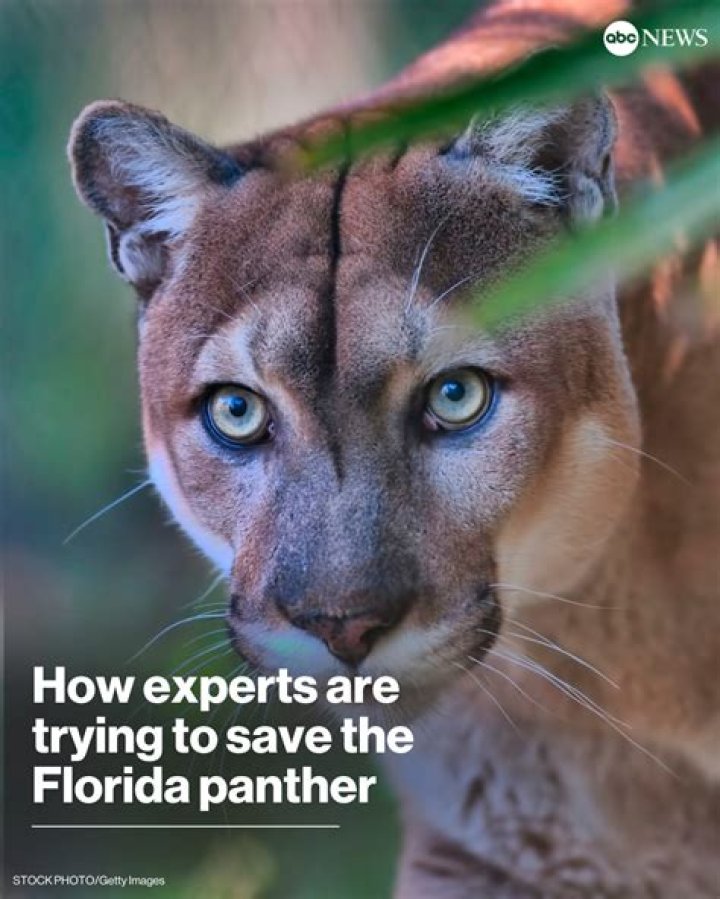 How experts are trying to save the Florida panther
