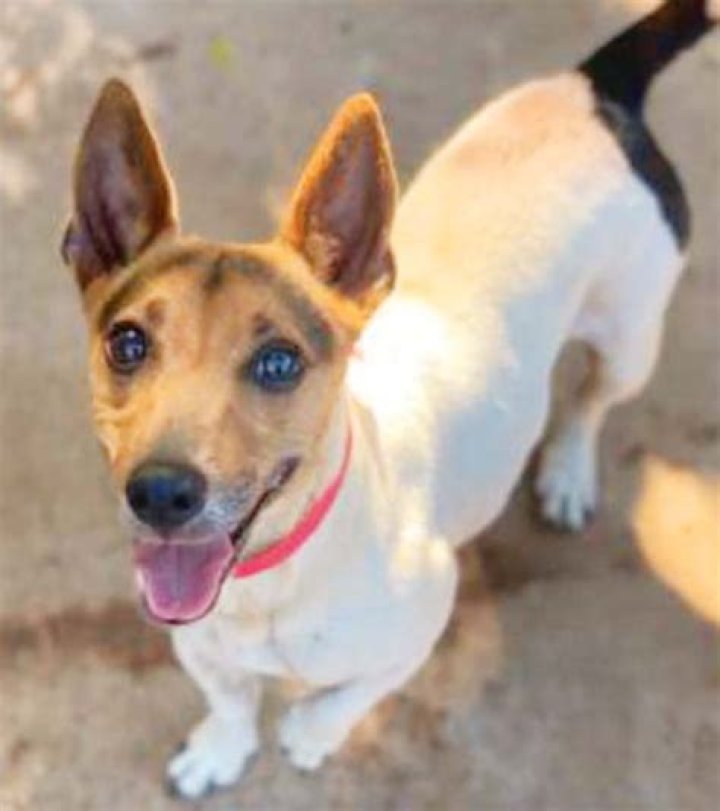 Humane society reopens for adoptions | News, Sports, Jobs