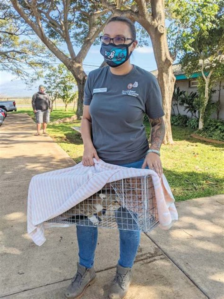 Illegal trapping, transporting of pet cats a widespread problem | News, Sports, Jobs