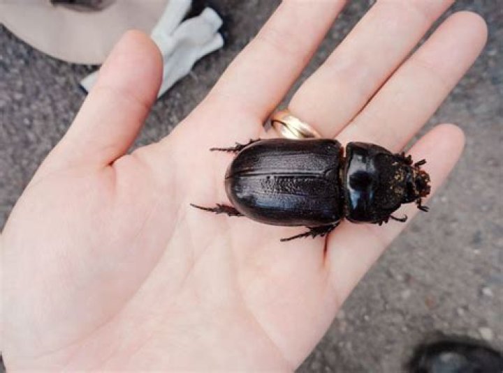Invasive beetle found on Kauai is a first on a Neighbor Island | News, Sports, Jobs