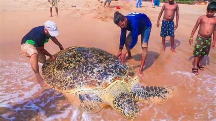 Kiwi man helps rescue turtle from fishing net off Singapore island