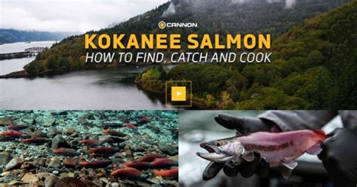 Kokanee Salmon Festival Comes to Tahoe |