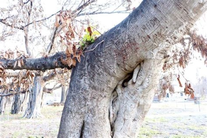 Lahaina banyan tree is sprouting | News, Sports, Jobs