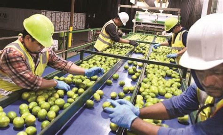 Mahi Pono to bring more crops to packing facility | News, Sports, Jobs