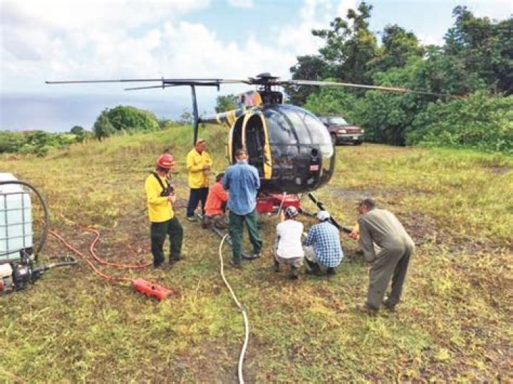 MISC: Eradication of little fire ants in Nahiku now ‘in sight’ | News, Sports, Jobs