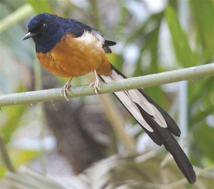 Non-native songbirds roost along West Maui coastal region | News, Sports, Jobs