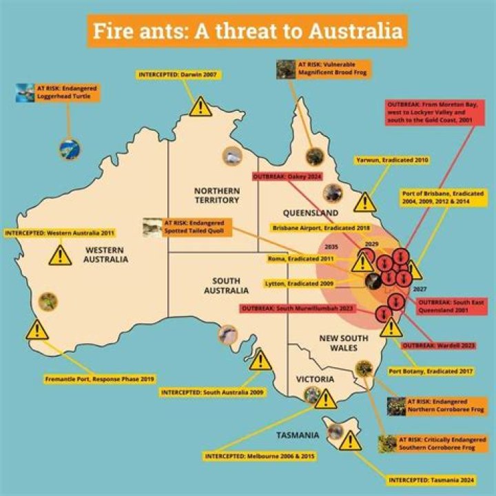 Not all fire ants are the same | News, Sports, Jobs