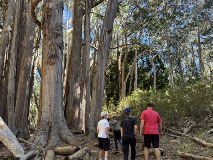 Online reservations for Hosmer Grove will be available Tuesday | News, Sports, Jobs