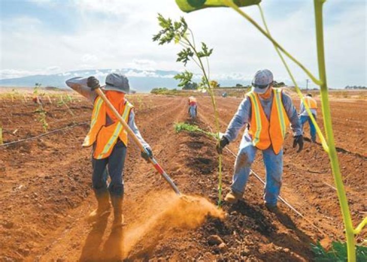 Papayas planted in Mahi Pono fields | News, Sports, Jobs