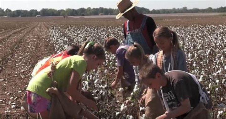 Parents outraged after 5th graders in South Carolina pick cotton, sing songs on field trip