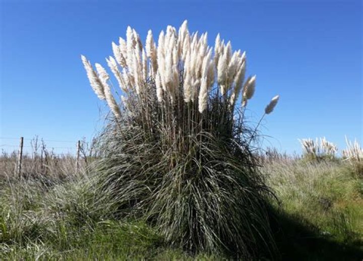 Perils of pampas grass: removing them wherever they’re found | News, Sports, Jobs
