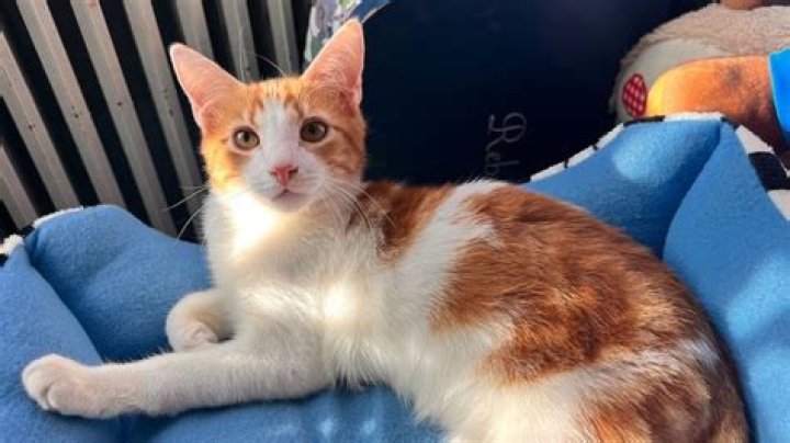 Pet owner catches the bubonic plague from their cat in Oregon, officials say