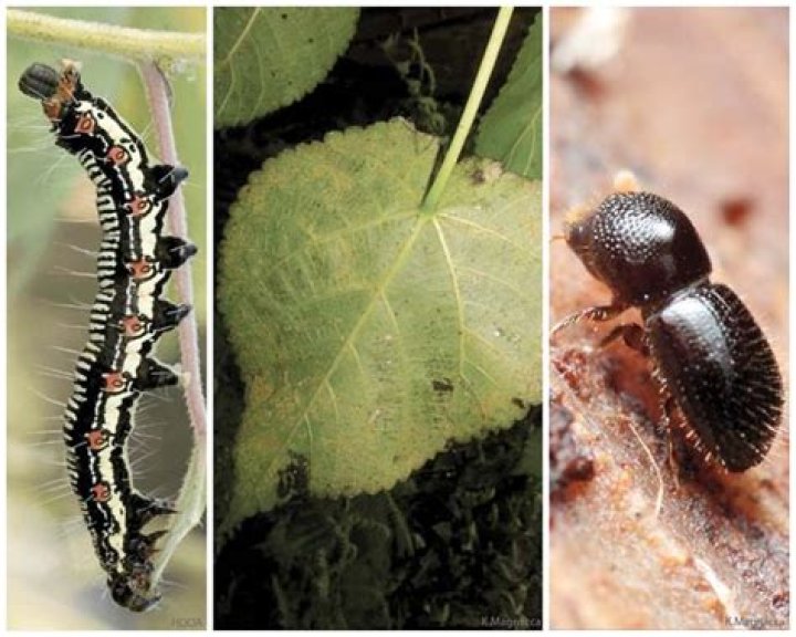 Protecting mamaki from invasive species | News, Sports, Jobs