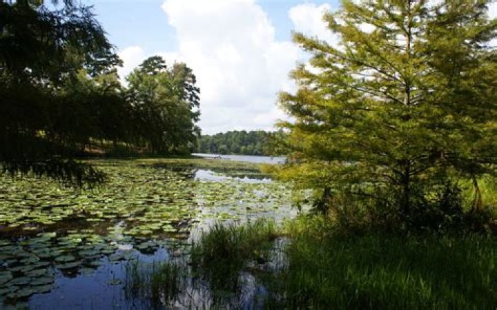 Qu’est-ce qu’un écosystème ? Rôle et définition