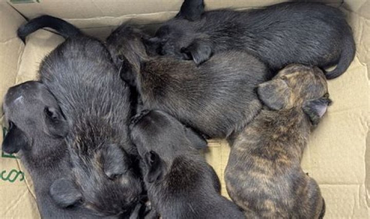 Six 'almost lifeless' puppies found dumped in Taumarunui, SPCA seeks information