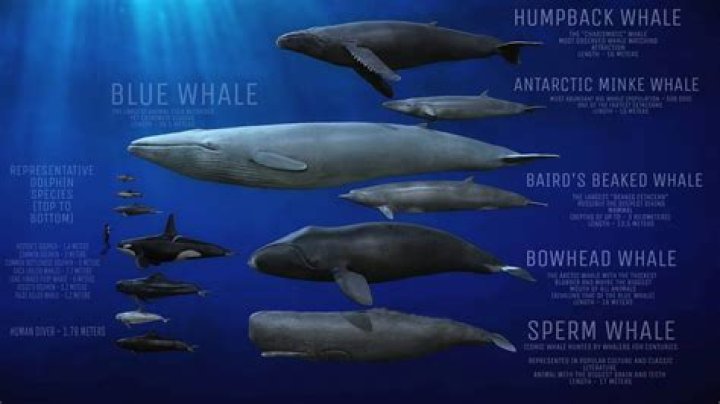 Some lesser-known facts about Hawaii’s humpback whales | News, Sports, Jobs