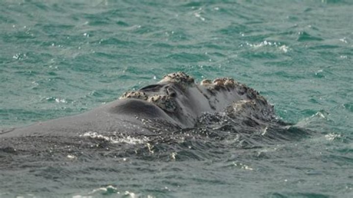 Southern right whale spotted swimming in Wellington Harbour