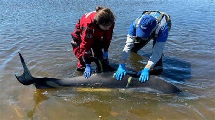 Virus found in stranded Maui dolphin puts scientists on alert | News, Sports, Jobs