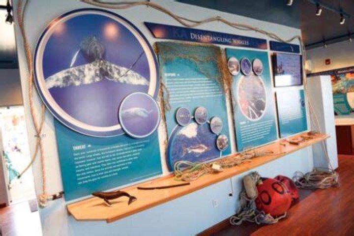 Whale sanctuary reopens | News, Sports, Jobs