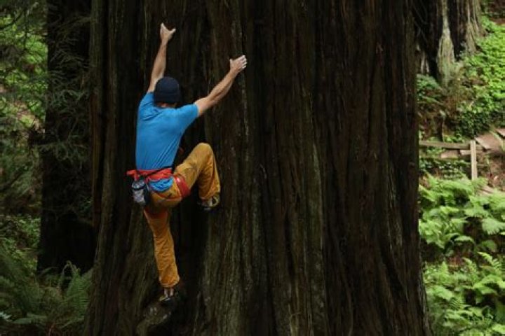Why This Professional Rock Climber Free-Climbed a Giant Redwood Tree