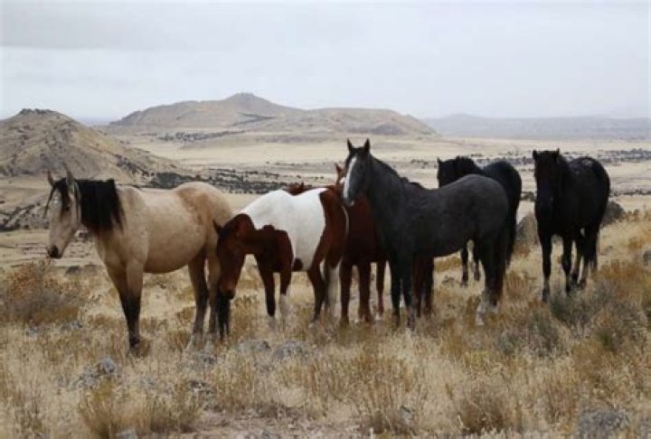 Wild horses facing slaughter after US government proposes new regulations